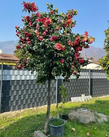 Casa Cristina Apartment Gambarogno